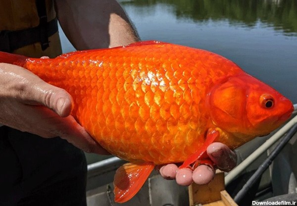 ببینید | هشدار در آمریکا؛ کشف ماهی قرمز غول‌پیکر در دریاچه!