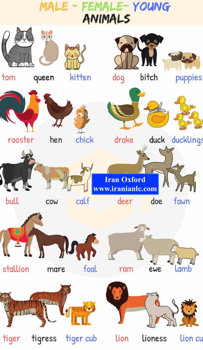 آموزش اسامی حیوانات به انگلیسی با تصویر | ایران آکسفورد