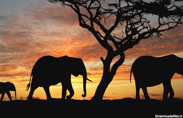 عکس فیل در غروب آفتاب برای والپیپر